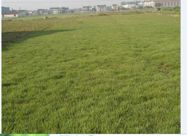 結(jié)縷草草坪草的經(jīng)濟(jì)價(jià)值及其種植管理技術(shù) 結(jié)縷草草坪草的經(jīng)濟(jì)價(jià)值及其種植管理技術(shù)