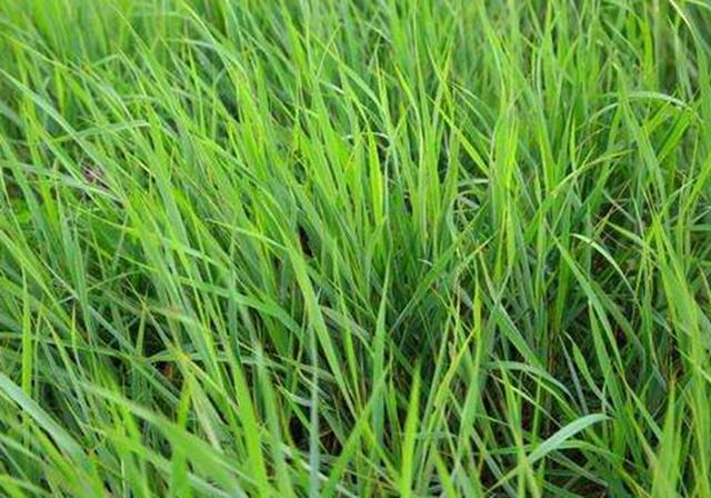 耐活堿草農(nóng)作物,要知道它的生物特性,種植起來很簡單 耐活堿草農(nóng)作物,要知道它的生物特性,種植起來很簡單