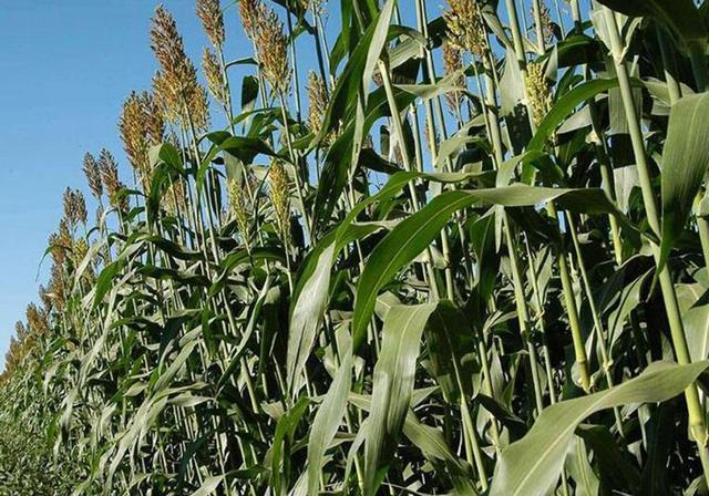 甜高粱栽培，田間管理方法有哪些