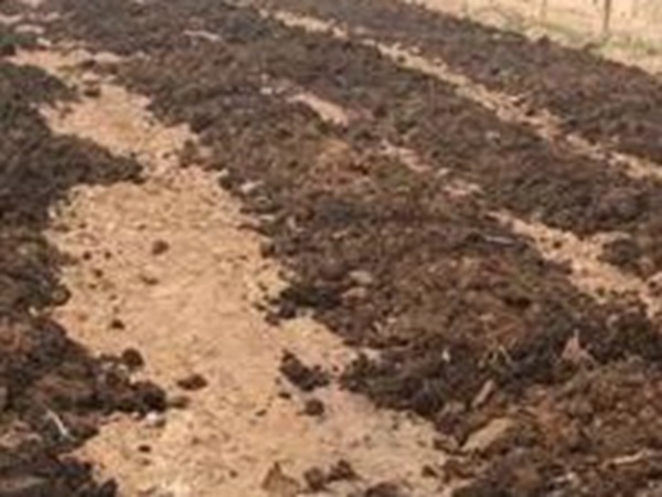 墨西哥玉米草出苗成活率是什么原因,怎么樣提高成活率? 墨西哥玉米草出苗成活率是什么原因,怎么樣提高成活率?