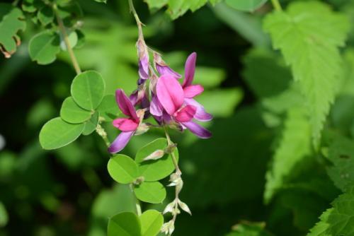 胡枝子的種植技術介紹，什么時候播種最佳？