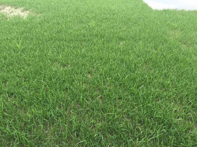 草坪綠化中的王者,護坡能力強大的的剪股穎草種 草坪綠化中的王者,護坡能力強大的的剪股穎草種