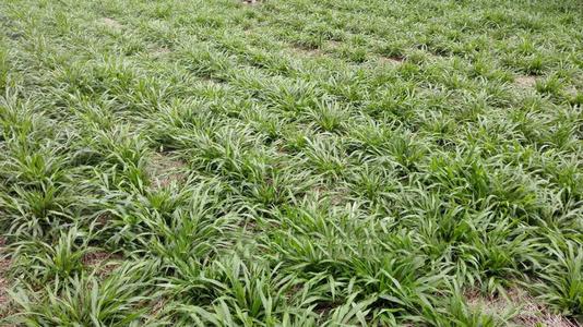 南方地區適宜種植的牧草---寬葉雀稗 南方地區適宜種植的牧草---寬葉雀稗