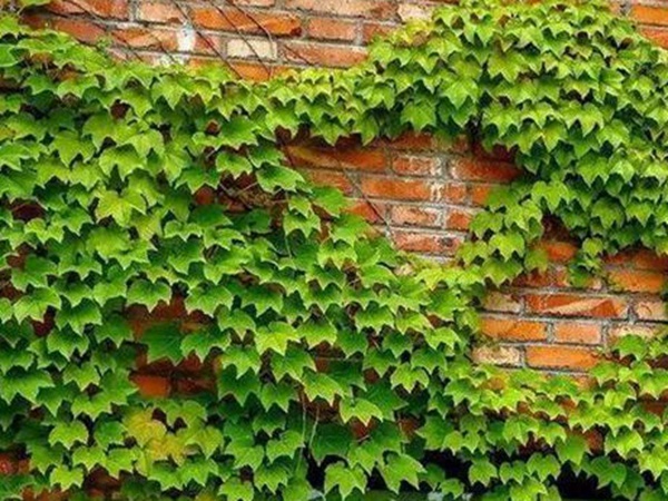 「爬山虎」的種植方法,有什么種植要求? 「爬山虎」的種植方法,有什么種植要求?