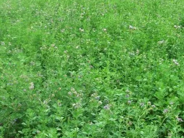 進口紫花苜蓿種子播種時間與管理方法 進口紫花苜蓿種子播種時間與管理方法
