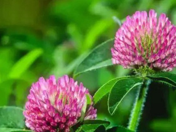 十種優(yōu)質(zhì)牧草及其栽培技術(shù)與方法 十種優(yōu)質(zhì)牧草及其栽培技術(shù)與方法