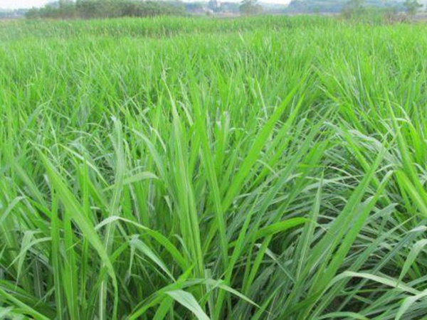 最適合養(yǎng)牛的四種牧草有哪些 最適合養(yǎng)牛的四種牧草有哪些