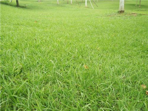 綠化草坪種類圖片,不同的草坪用途和功能都有所差別 綠化草坪種類圖片,不同的草坪用途和功能都有所差別