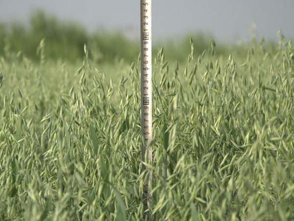 燕麥?zhǔn)鞘裁矗垦帑満?jiǎn)單介紹 燕麥?zhǔn)鞘裁矗垦帑満?jiǎn)單介紹