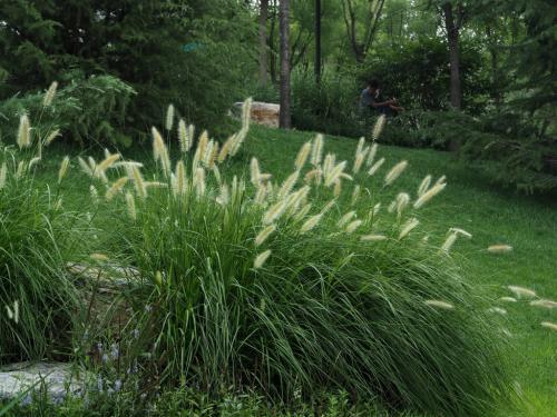 狼尾草種植技術是什么,有什么需要注意的 狼尾草種植技術是什么,有什么需要注意的
