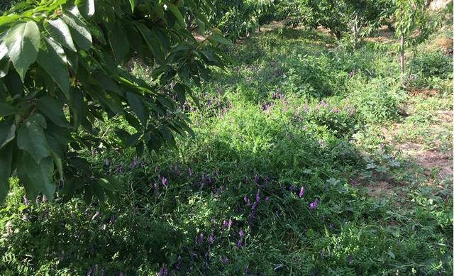光葉紫花苕的植物學特征及生物學特性經濟價值 光葉紫花苕的植物學特征及生物學特性經濟價值
