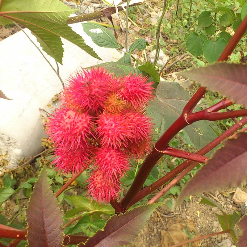 紅色蓖麻 紅色蓖麻