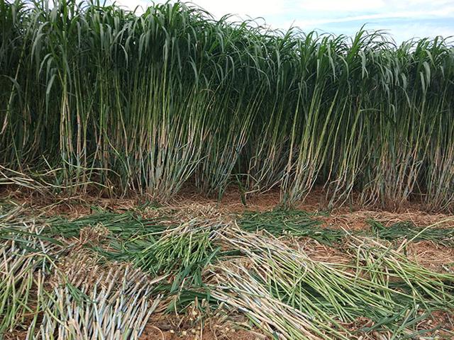 牧草種植需要注意哪些 喂牛用哪些牧草種植比較好 牧草種植需要注意哪些 喂牛用哪些牧草種植比較好