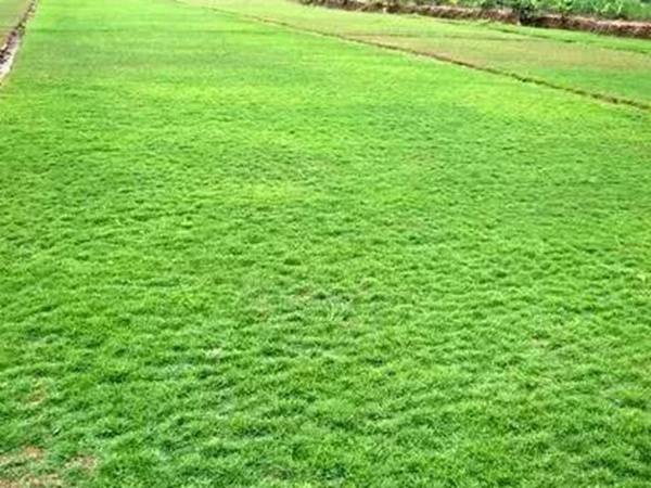 不同氣候地區怎么選擇綠化草種?有什么好的方法? 不同氣候地區怎么選擇綠化草種?有什么好的方法?