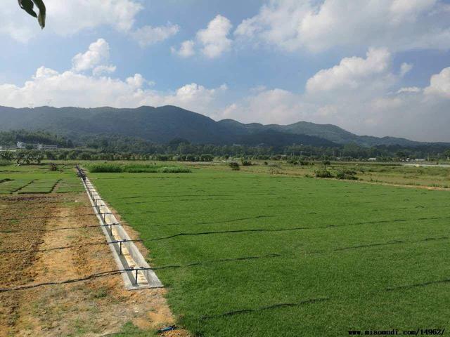 結(jié)縷草草坪草的經(jīng)濟(jì)價(jià)值及其種植管理技術(shù) 結(jié)縷草草坪草的經(jīng)濟(jì)價(jià)值及其種植管理技術(shù)