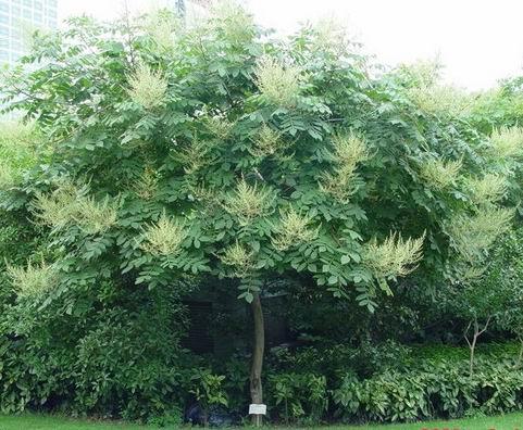 生命力頑強的鹽膚木，鹽膚木基本價值與種植技術介紹