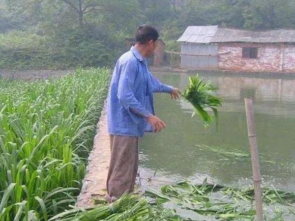 養(yǎng)魚(yú)種什么草種好?皇竹草喂草魚(yú)效果好,有什么方法 養(yǎng)魚(yú)種什么草種好?皇竹草喂草魚(yú)效果好,有什么方法
