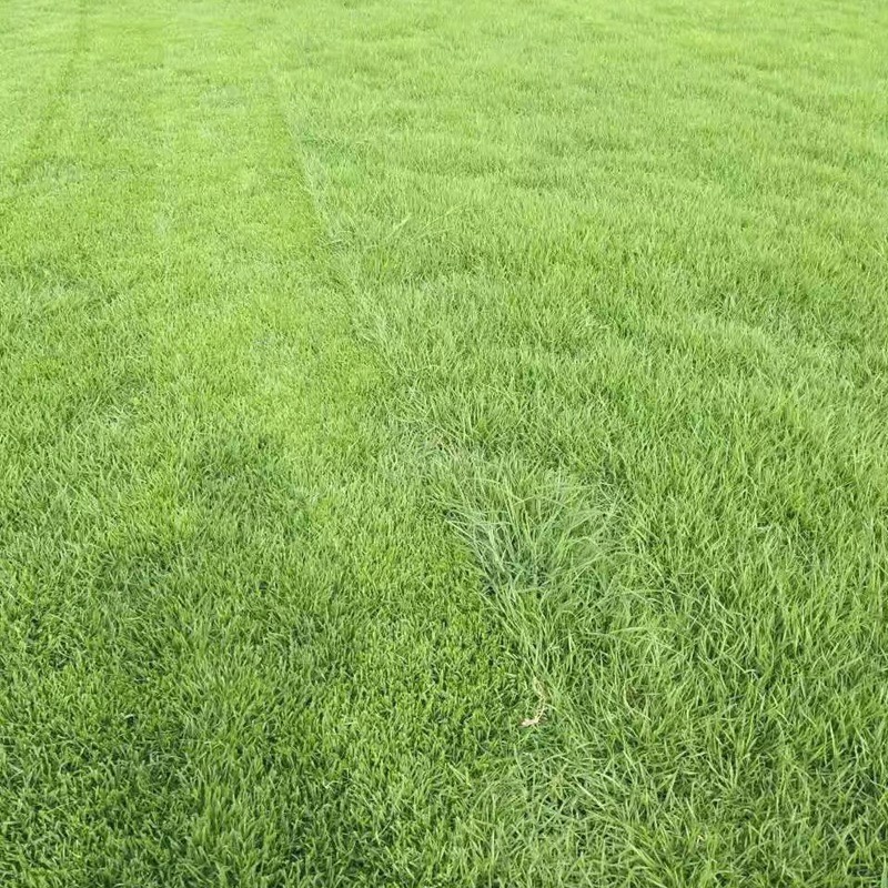 結縷草草坪雜草種植應該注意什么,有哪些好的方法 結縷草草坪雜草種植應該注意什么,有哪些好的方法