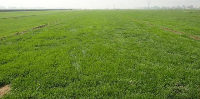 高羊茅草坪種植栽培方法是什么,有什么需要注意的? 高羊茅草坪種植栽培方法是什么,有什么需要注意的?