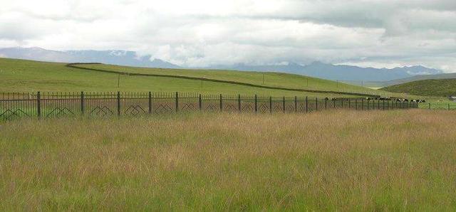 優質牧草——披堿草,具有不同的經濟價值 優質牧草——披堿草,具有不同的經濟價值