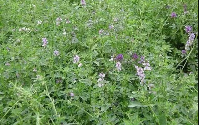 養牛最適合種植什么牧草比較好?種植方法是什么? 養牛最適合種植什么牧草比較好?種植方法是什么?