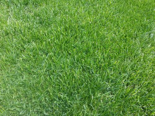 要想小米草種的好,要學(xué)會(huì)種植的技巧與方法 要想小米草種的好,要學(xué)會(huì)種植的技巧與方法