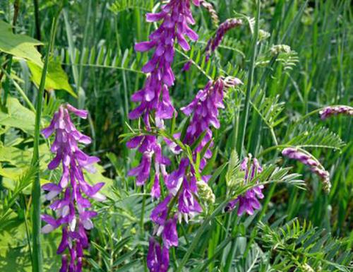 毛苕子的種植技術(shù)介紹以及播種時間 毛苕子的種植技術(shù)介紹以及播種時間