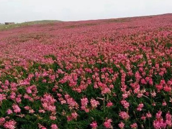 牧草皇后“紅豆草”主要價值與應用 牧草皇后“紅豆草”主要價值與應用