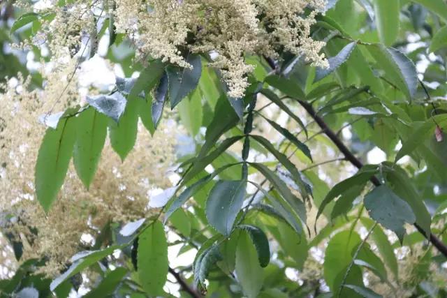 江陰鄉(xiāng)土植物——鹽膚木灌木 江陰鄉(xiāng)土植物——鹽膚木灌木