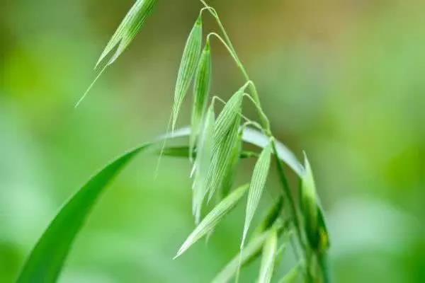 北方能不能種皇竹草,種植什么牧草比較好 北方能不能種皇竹草,種植什么牧草比較好