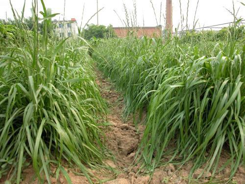 冬牧70黑麥草和黑麥草兩者有什么區(qū)別? 冬牧70黑麥草和黑麥草兩者有什么區(qū)別?