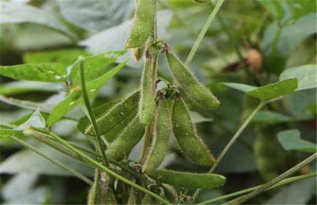 黑豆如何種植？種植方法是什么？有什么需要注意的？