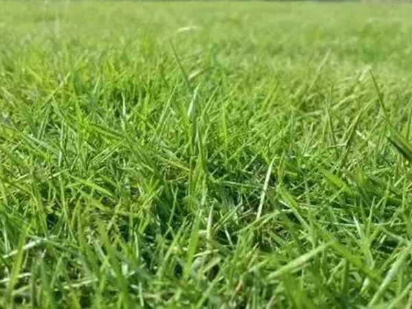 不同氣候地區怎么選擇綠化草種?有什么好的方法? 不同氣候地區怎么選擇綠化草種?有什么好的方法?