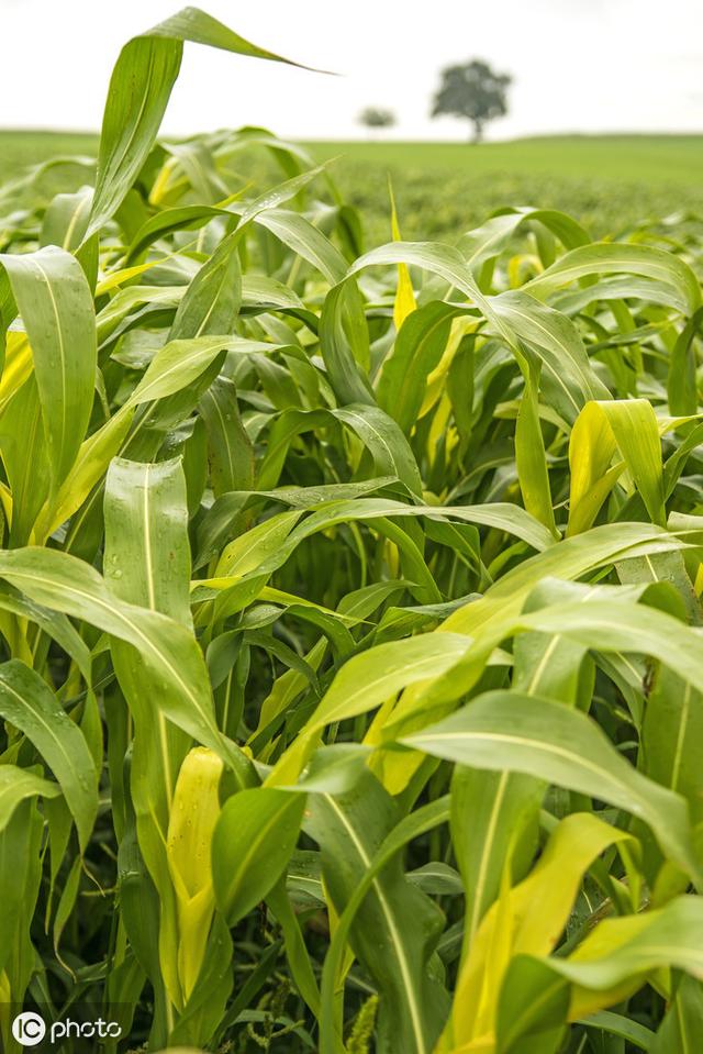 牛羊愛吃的蘇丹草,獲得高產量牧草需要這樣種植 牛羊愛吃的蘇丹草,獲得高產量牧草需要這樣種植