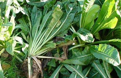 優(yōu)質(zhì)牧草推薦---菊苣基本介紹 優(yōu)質(zhì)牧草推薦---菊苣基本介紹