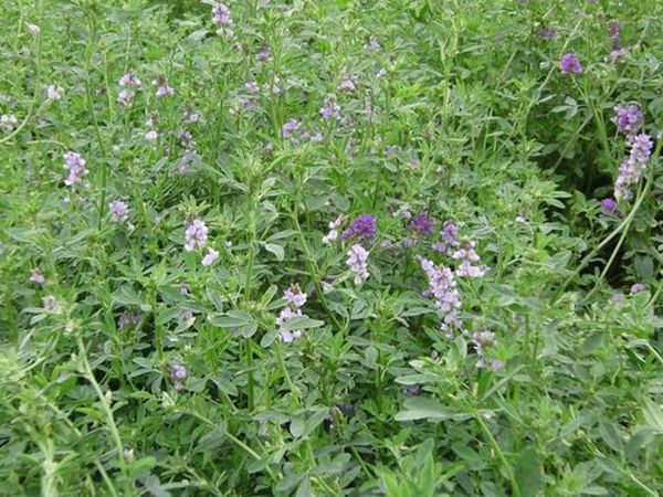 種植牧草需要注意的地方有很多,需要注意什么? 種植牧草需要注意的地方有很多,需要注意什么?