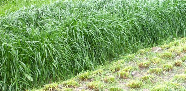 優質牧草——高丹草,種植高丹草種子如何高產? 優質牧草——高丹草,種植高丹草種子如何高產?