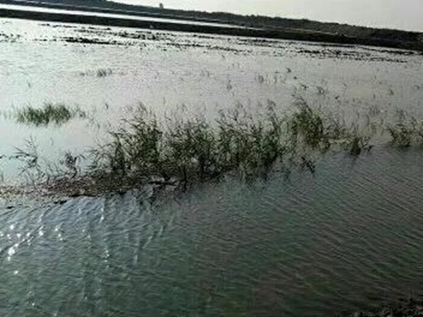 小米草種植方案需要哪幾個(gè)步驟 小米草種植方案需要哪幾個(gè)步驟