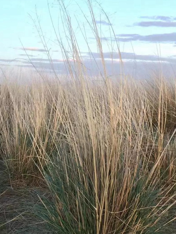 芨芨草飼用價值？——耐寒耐旱耐鹽堿