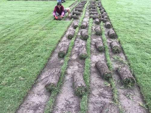 綠化草坪種類圖片,不同的草坪用途和功能都有所差別 綠化草坪種類圖片,不同的草坪用途和功能都有所差別