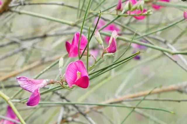 那十七公里的如此美的花棒到底是什么 那十七公里的如此美的花棒到底是什么