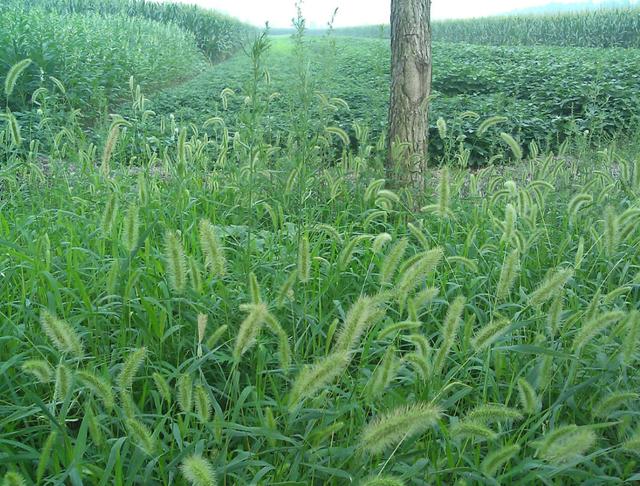 狗尾巴草用途居然還有這么多的 狗尾巴草用途居然還有這么多的