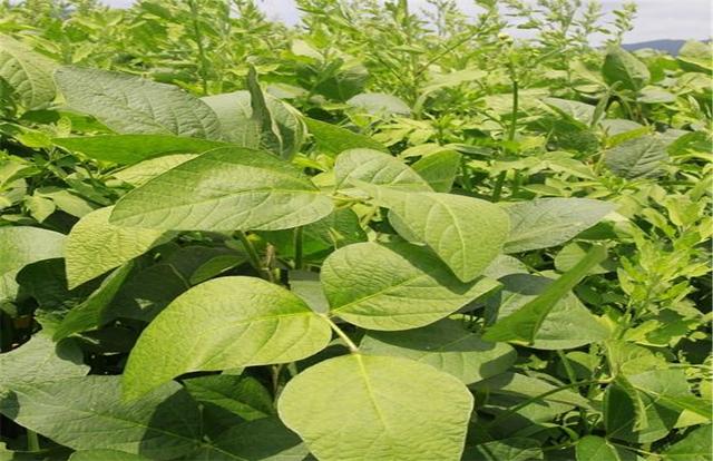 黑豆如何種植？種植方法是什么？有什么需要注意的？