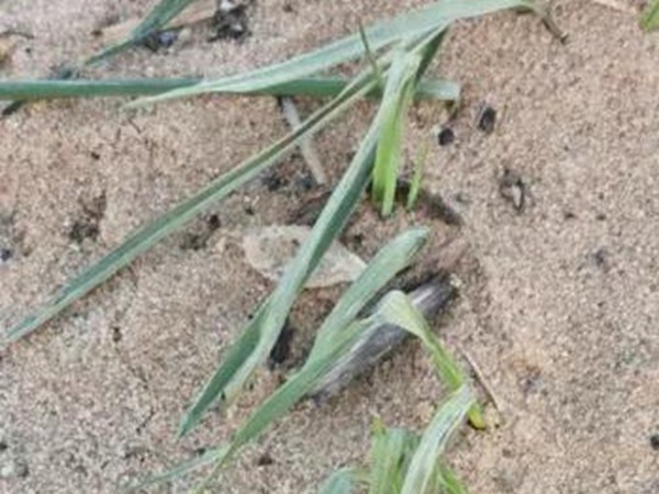 春播燕麥預防麥苗期凍害及凍害后如何補救措施 春播燕麥預防麥苗期凍害及凍害后如何補救措施