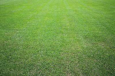 野牛草種植這幾個步驟一定要掌握好,種植就比較簡單 野牛草種植這幾個步驟一定要掌握好,種植就比較簡單