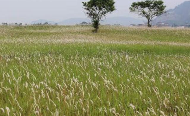 綠化草坪堿茅草的種植方法以及經濟價值 綠化草坪堿茅草的種植方法以及經濟價值