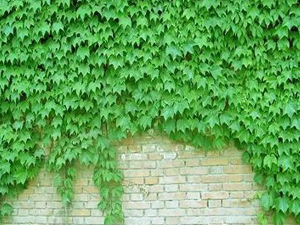 爬山虎如何種,爬山虎種植方法有哪些? 爬山虎如何種,爬山虎種植方法有哪些?