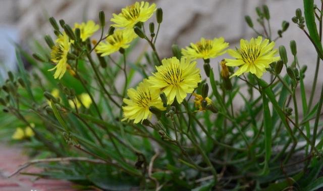 養殖戶注意了,土雞愛吃的八大牧草,有什么需要注意的? 養殖戶注意了,土雞愛吃的八大牧草,有什么需要注意的?