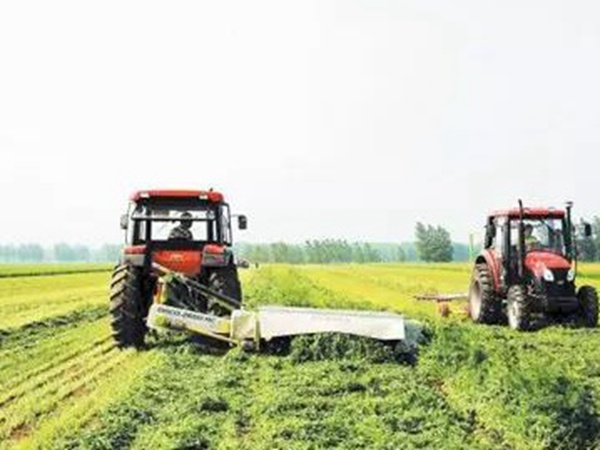 一年生黑麥草特高栽培技術與收割利用 一年生黑麥草特高栽培技術與收割利用