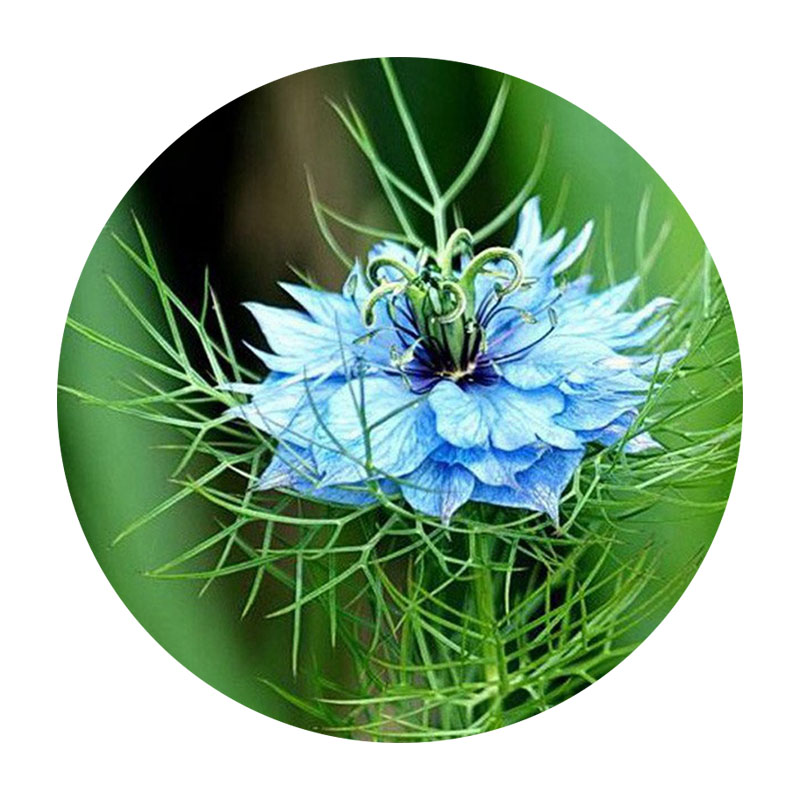 波斯寶石 波斯寶石